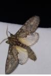 Peridea anceps