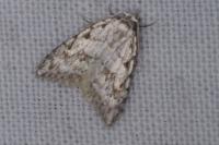 Nola cicatricalis