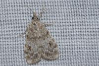 Scoparia ambigualis