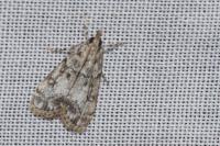 Eudonia lacustrata