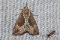 Hypena crassalis