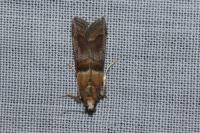 Acrobasis repandana