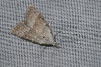 Nola aerugula