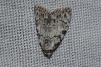 Nola confusalis
