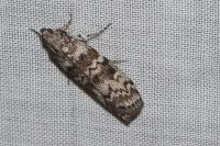 Dioryctria abietella