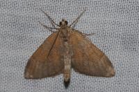 Thera obeliscata obeliscata