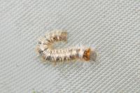 Lasiocampa quercus quercus