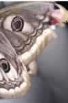 Saturnia pavonia