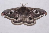 Saturnia pavonia