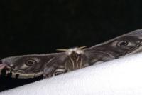 Saturnia pavonia