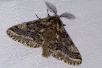 Lycia hirtaria