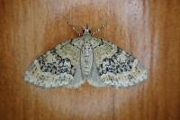 Acasis viretata