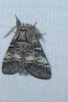 Drymonia ruficornis