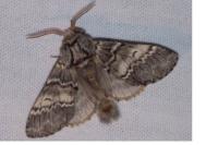 Drymonia ruficornis