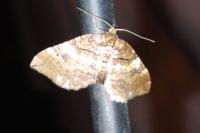 Earophila badiata