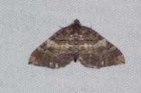 Earophila badiata