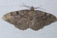 Rheumaptera cervinalis cervinalis