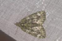Chloroclysta siterata