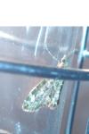 Chloroclysta siterata