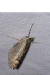 Chloroclysta siterata