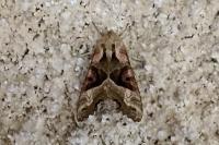 Phlogophora meticulosa