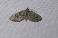 Chloroclystis v-ata