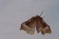Selenia tetralunaria