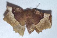 Selenia tetralunaria