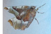Selenia tetralunaria