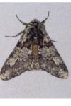 Biston strataria