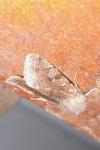 Orthosia incerta
