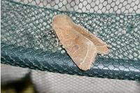Orthosia cerasi