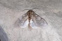 Peridea anceps