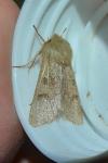 Orthosia miniosa