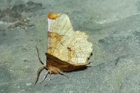 Selenia lunularia