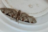 Eupithecia insigniata