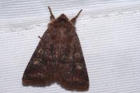 Cerastis leucographa