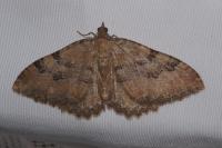Rheumaptera cervinalis cervinalis