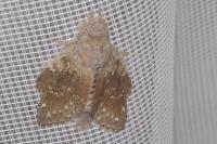 Stauropus fagi