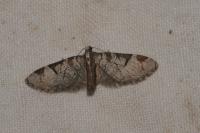 Eupithecia insigniata