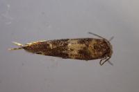 Mompha subbistrigella
