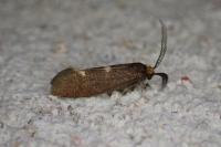 Incurvaria pectinea
