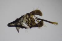 Incurvaria pectinea