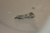 Elachista canapennella