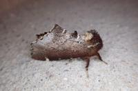 Odontosia carmelita