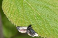 Adela reaumurella