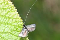 Adela reaumurella