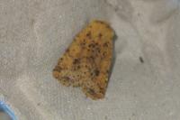 Conistra rubiginea
