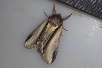 Pheosia tremula