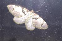 Anticlea derivata